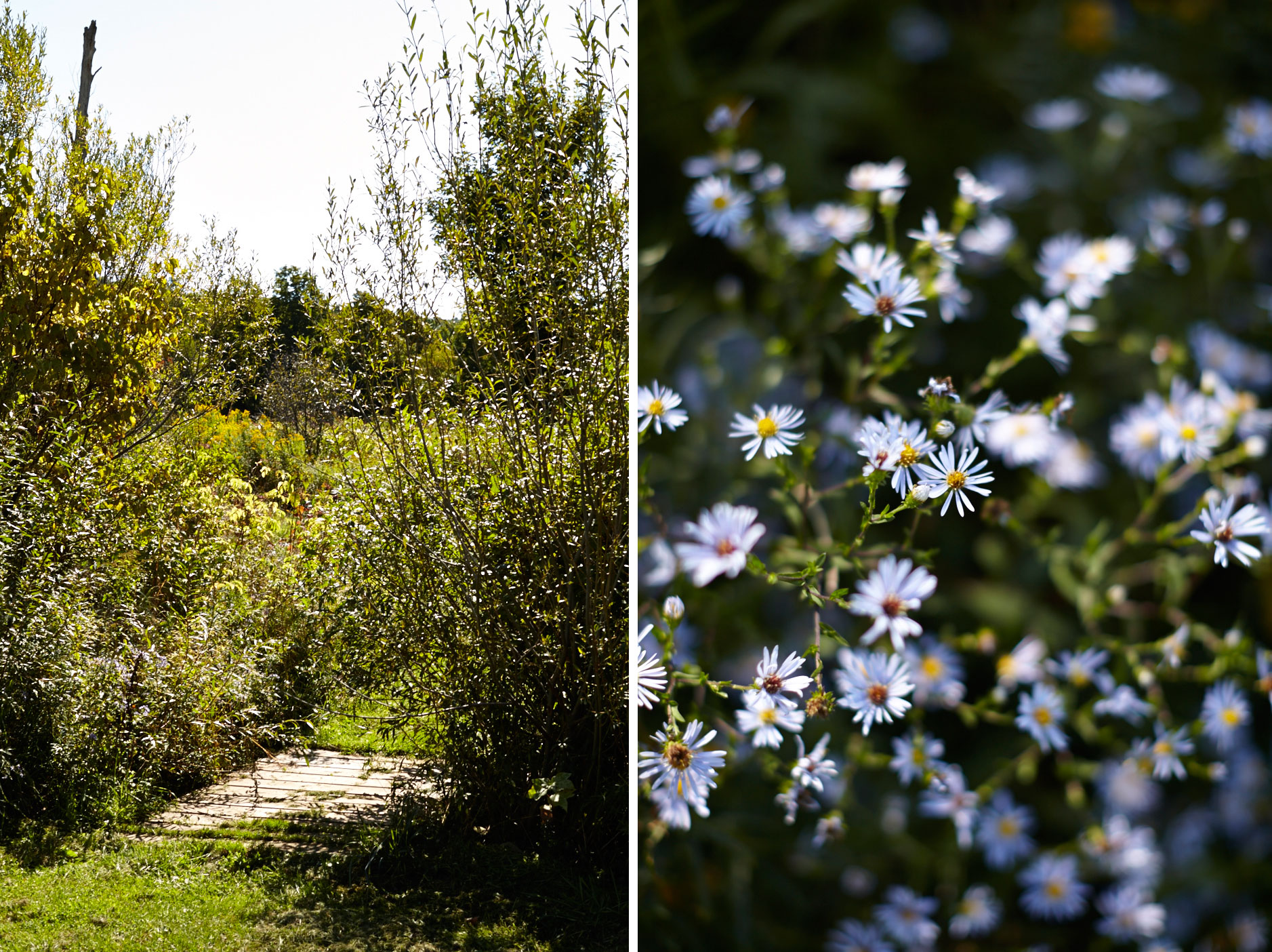 aster_bridge