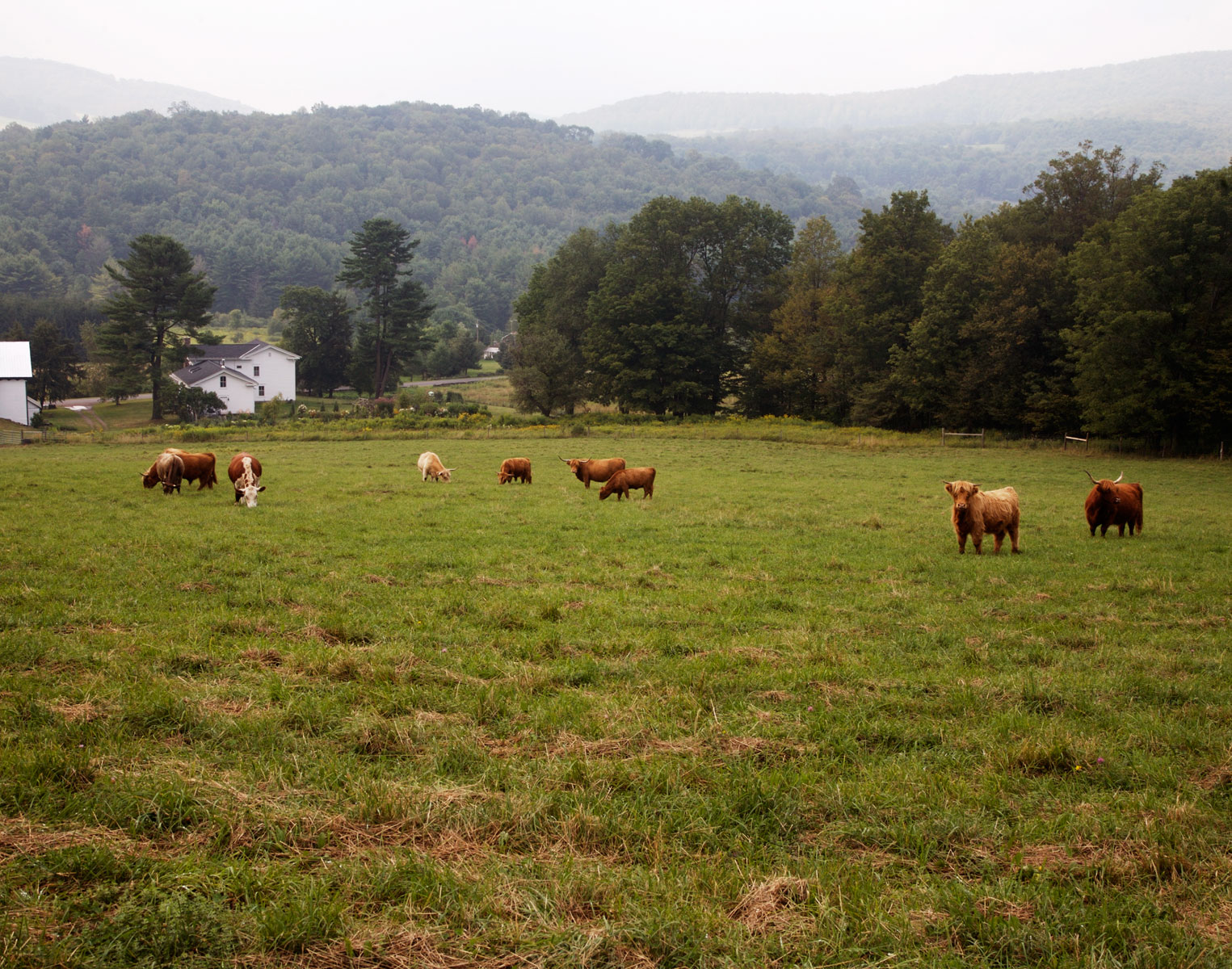 cows_ret.jpg