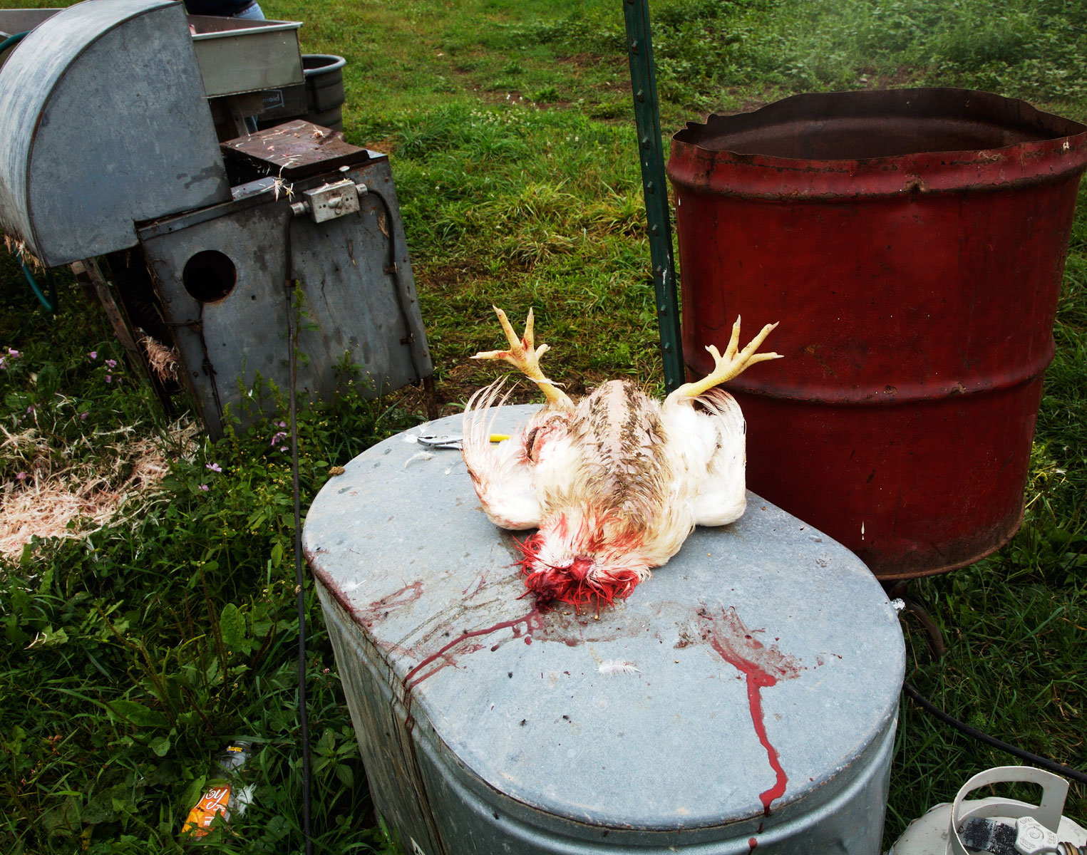 headlesschicken.jpg