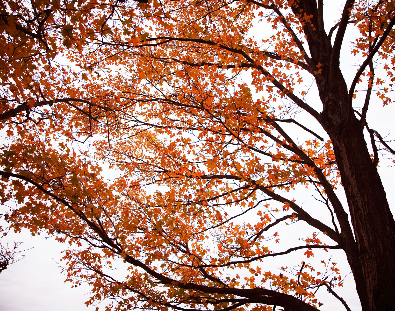 leaves.jpg