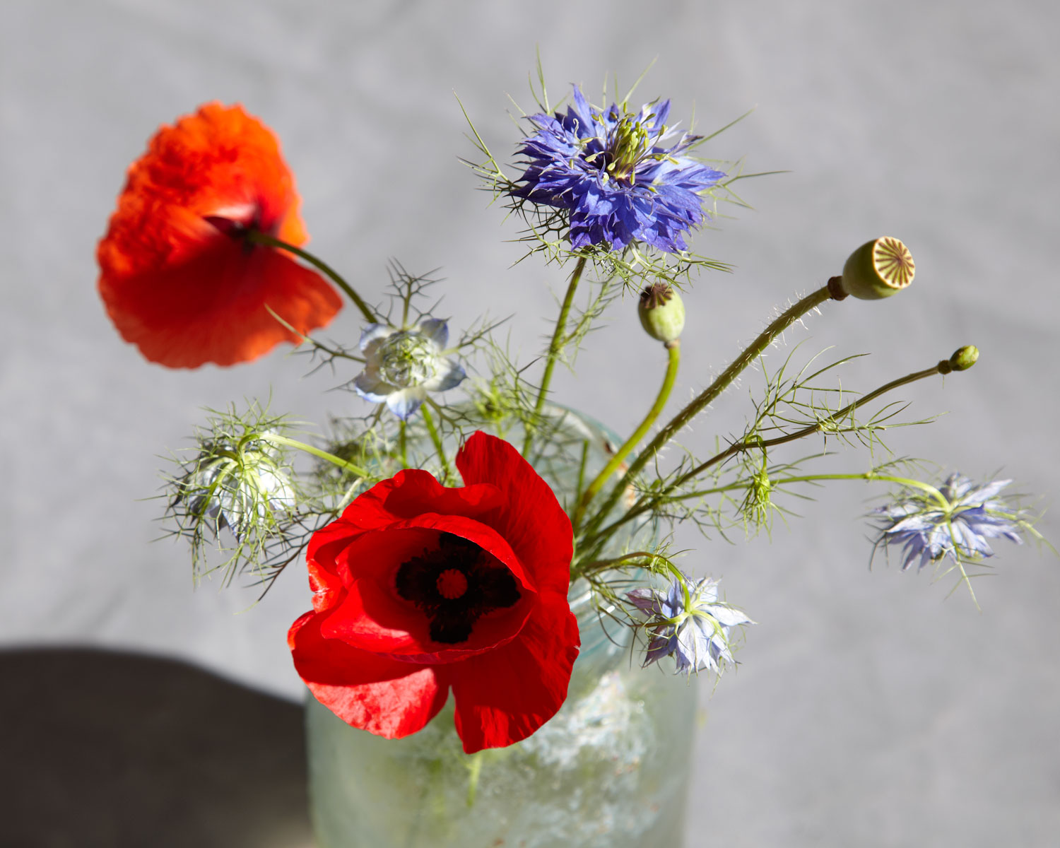 poppies-and-nigella-7109.jpg